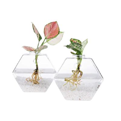 China CLASSIC Mini Hexagon Shape Flower Vase Wall Hanging Planter Glass Propagation Greenhouse for sale