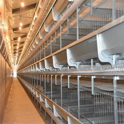 China Field H Type Poultry Layer Cages /chicken Cage With Fully Automatic Egg Collecting Systems for sale