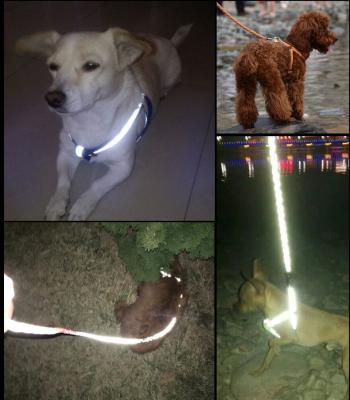 China Viable Reflective Nylon Dog Leash Glow In The Dark for sale