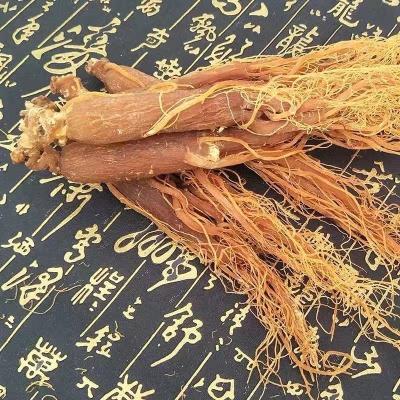 China Free Samples Red Root Serum Ginseng Ginseng Tea Extract 888 for sale