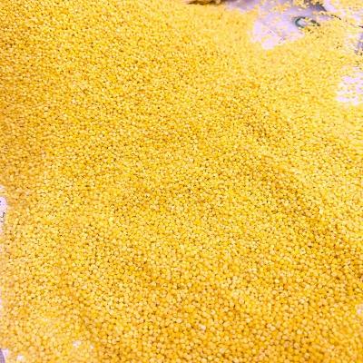 China Dried Yellow Corn Birds Feed Processing Raw Materials for sale