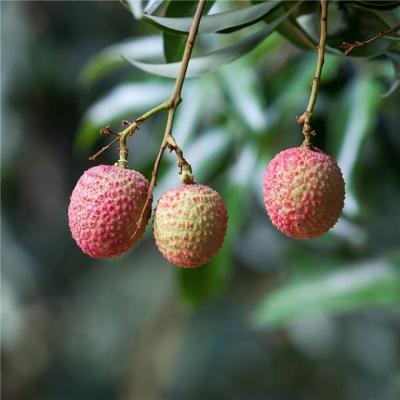 China Canned food imprt names of tropical fruits canned lychee for malaysia for sale