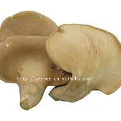 China Boxed names of abalone mushroom edible sale for sale