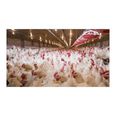 China Steel Fabricated House Poultry Farm Shed Design Warehouse Steel Structure Factory Chicken House for sale