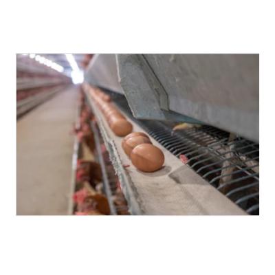 Cina Steel Fabricated Commercial Flat House Poultry Housing Chicken Farm Building Houses For Sale in vendita