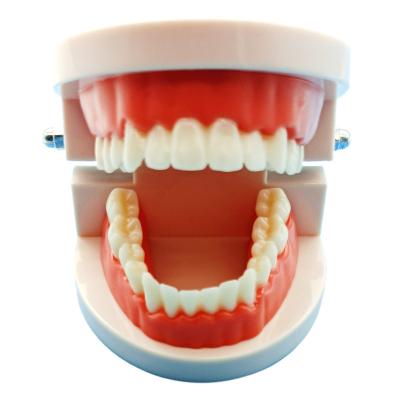 China Study Model Cheap Dental Model Teeth Model Small Human Dental Education Model Study Cheap Dental Model Teeth Model for sale