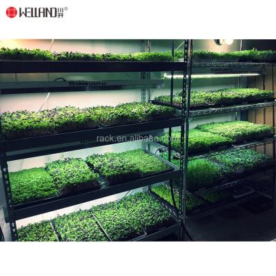 China The shelf height is freely adjustable. NSF Approval Microgreens Indoor Growing Wire Shelving for sale