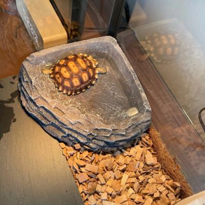 China Sustainable Food/Water Reptile Rock Food/Tortoise Corner Food Water Dish Feeder Bowl for sale