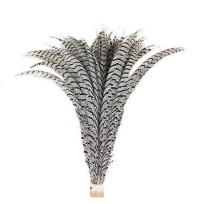 China Festival Decoration Nature Zebra Lady Amherst Pheasant Tail Feathers for sale