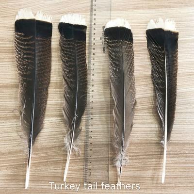 China NATURAL Festival Decoration Turkey Tail Feathers for sale