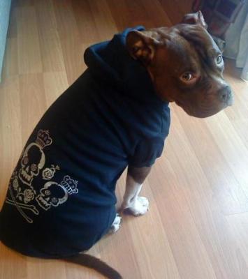 China Kundenspezifisches bequemes Schwarzes krönte Crossbone-Kapuzenpulli-Sweatshirt für kleine Hunde zu verkaufen