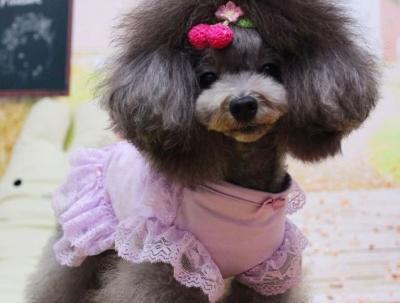 China Mittlere Hundekleidung Shih-tzu Welpen kleiden nettes purpurrotes Spitze-Ballettröckchen Tulle zu verkaufen