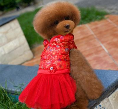 China Vestido medio de la ropa del perro del partido en venta