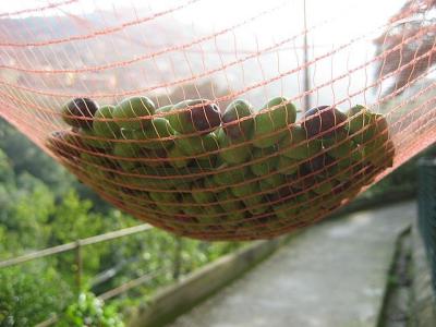 China Olive Nets for olive harvest for sale