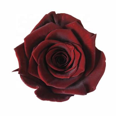 China Long llasting and natural touch plant wholesale long lasting rose preserved flower head forever for festival for sale