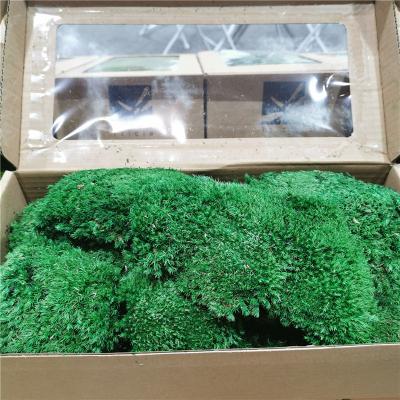 China High quality preserved flora preserved best quality of natural moss preserved flower for sale