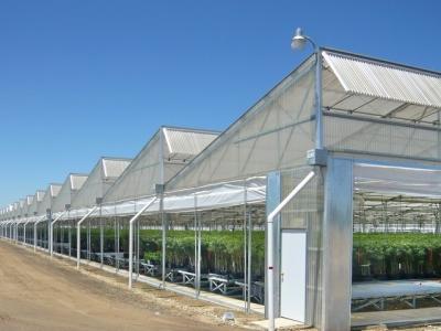 China Multi Span Sawtooth Greenhouse Flower Farm Greenhouse 32m-80m for sale