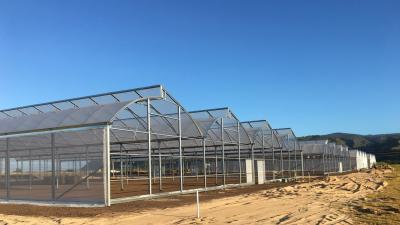 China Polycarbonate Multi Span Plastic Film Greenhouse Plastic Tomato Greenhouse OEM for sale