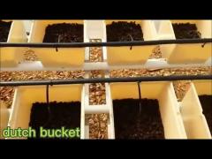 Dutch Bucket and Vertical Aquaponics Growing System For Vegetables/Tomato