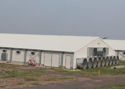 China Estructuras pre dirigidas de la vivienda de pollo de la casa de las aves de corral de la estructura de acero en venta