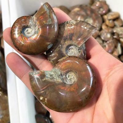 China Europe Madagascar Ammolite Screw Ore Fossil Shaped Specimen Collection for sale