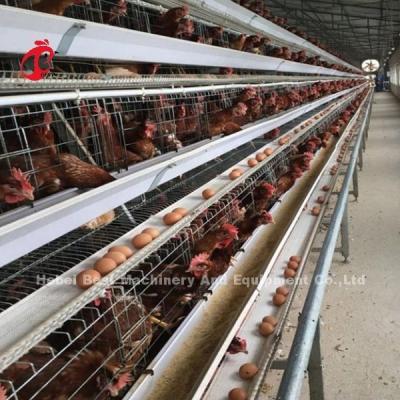 Chine 4 rangées Adela galvanisée à chaud de type boire automatique de système de cage de couche et alimentation à vendre