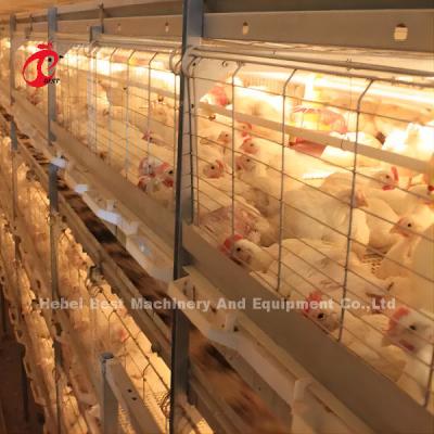 China Jaula de colocación de batería de pollo de huevo de aves de corral automática tipo Rose en venta