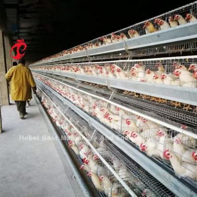 China Sistema de jaula galvanizada para gallinas ponedoras A Tipo H Tipo Mia en venta