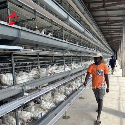 Chine Équipement automatique Sandy moderne de cage de poulet de gestion par ordinateur de ferme avicole à vendre