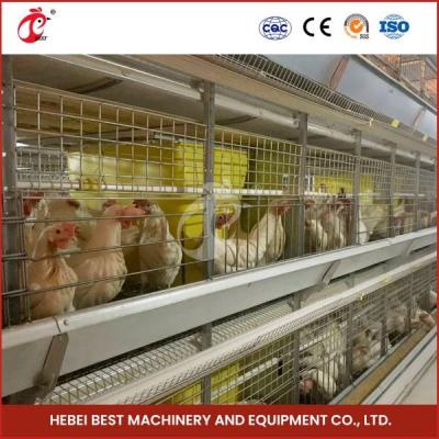 China Tipo automático equipo de granja avícola de los pájaros de la jaula 84 del pollo tomatero de la carne Mia de H en venta