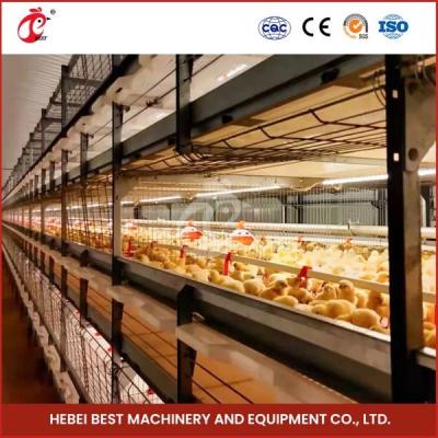 Cina 96-128 Polli Broiler gabbia di pollo Mia completamente automatica in vendita