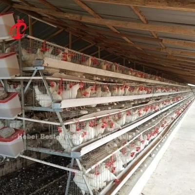 China Galvanized Steel Poultry Battery Cage System For Poultry Chicken Farms Using Sandy zu verkaufen