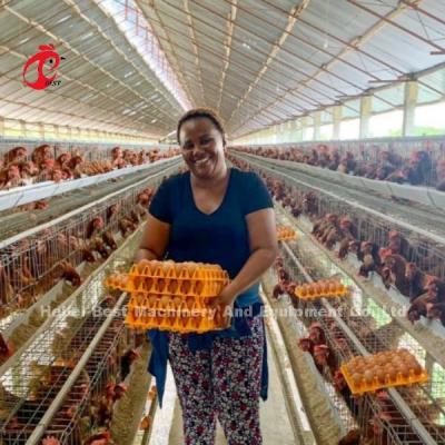 China 5 Tier Poultry Farming Cage System With Automatic Egg Collection Machine Galvanized Iris à venda