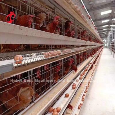 Chine Nouveau système de cage automatique de type H de conception 96-200 Poulets Capacité pour l'élevage de volailles Emily Wang à vendre