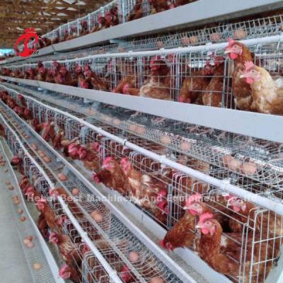 Κίνα 3 Tier Poultry Farming Cage System With 2.8-3.5mm Cage Wire - Easy To Install Mia προς πώληση