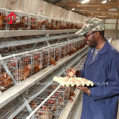 China Best een Kooi 500 van de Typekip Vogels voor Zandige de Kippenkooi van de Lagenpluimveehouderij Te koop