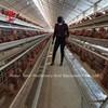 China 110kg Chicken Battery Cage with 450cm2 Area/bird Adela en venta