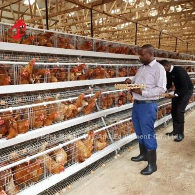 China 4 tier Poultry Farming Cage System , Easy Install Galvanized Chicken Cage Doris for sale