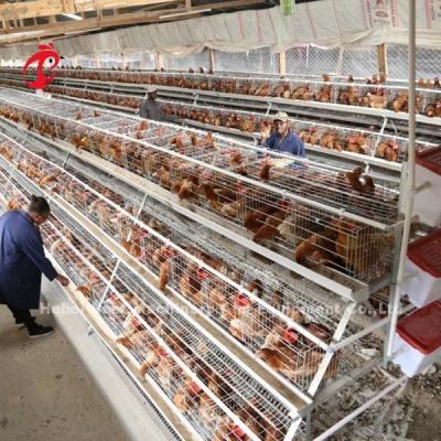 China ISO-Batterijtype het Fokkenkooi, de kooi van de 3 rijkip voor de Iris van het Gevogeltelandbouwbedrijf Te koop