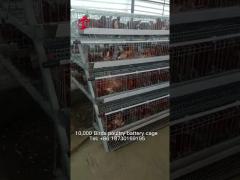 Nigeria Warehouse Premium And Deluxe Poultry Battery Cage System For Layer Chickens  Sandy