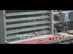 A Type Full Automatic Chicken Cage Equipment For 20,000 Capacity Poultry Farm Sandy