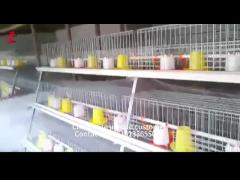 Hot Galvanized Automatic Pullet Baby Chick Brooder Cage 192 Birds 1.2m Length Mia