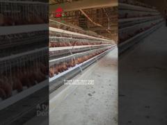 Galvanized A Type 3 / 4 Tier Chicken Layer Battery Cage For Poultry Chicken Farm Doris