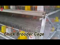 Hot Galvanized Chick Brooder Cage 192 Birds 1.2m Length Automatic