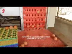 H Type 30000 Birds Automatic Egg Layer Chicken Cage With Manure Conveyor Belt Ada