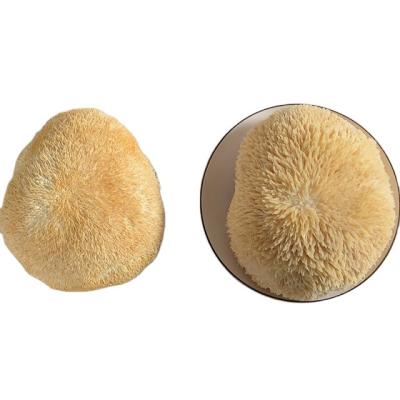 China 98% Completeness Dried Hericium Dried Hericium Erinaceus Mushroom With Root for sale