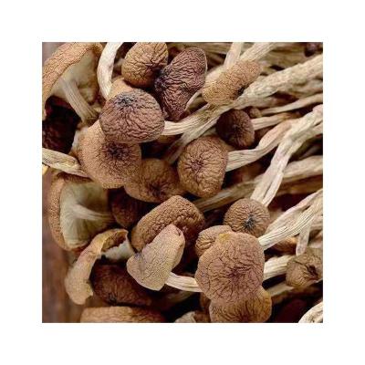 China Wholesale High Quality Dried Mushrooms First Rate Tea Tree Mushroom Without Opening for sale