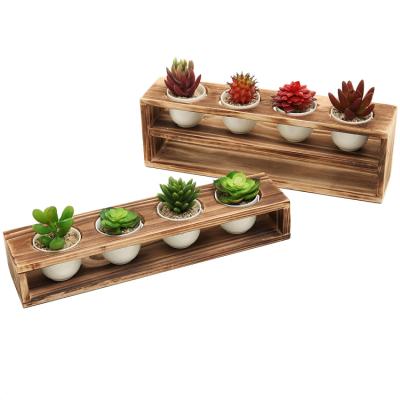 China Easy Luminous Fairy Palm Plant Display Rack Luxury Succulent Creations Wooden Box for sale