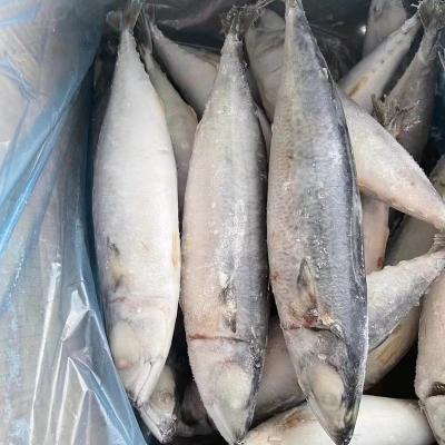 China NATURE 400-600G Frozen Pacific Mackerel Saba Fish for Market for sale