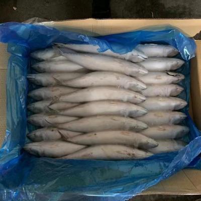 China Frozen Pacific mackerel Landfrozen 300-500G from NATURE for sale